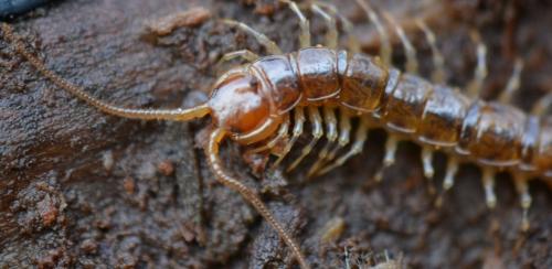 Lithobius variegatus
